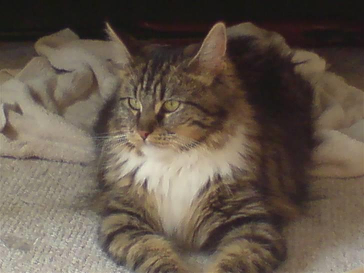 Norsk Skovkat Freja. - Stor & stolt. (L) billede 10