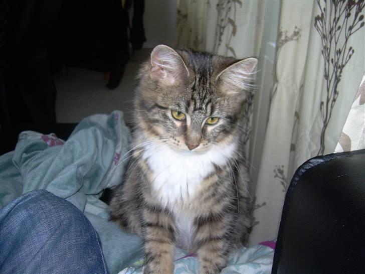 Norsk Skovkat Freja. - Lille & uimodståelig. <3 billede 11