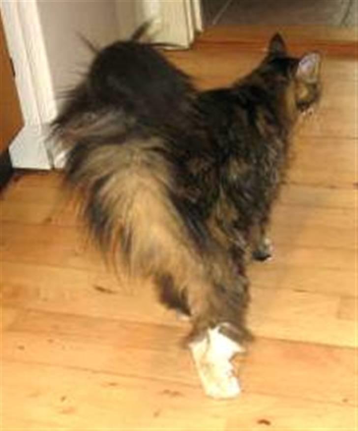 Maine Coon Toffee - Maine Coon - Toffee, viser sin flotte hale billede 1