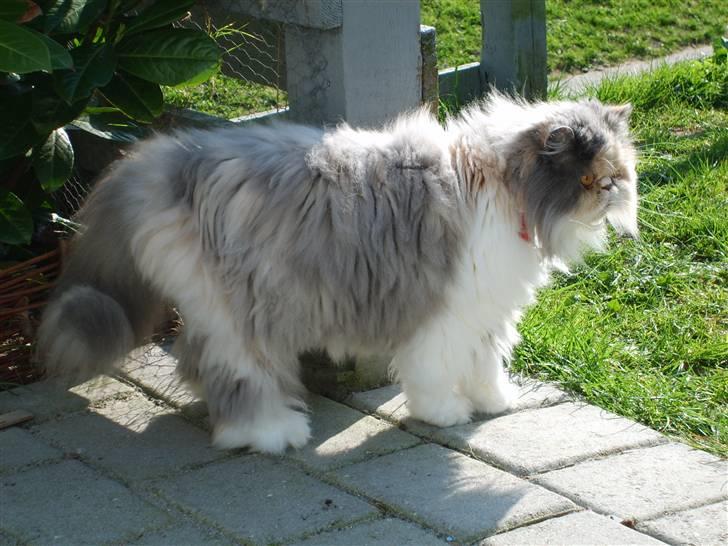 Perser Maddie billede 1