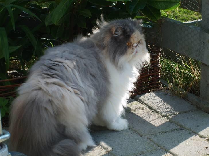 Perser Maddie billede 2