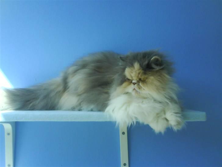 Perser Maddie billede 3