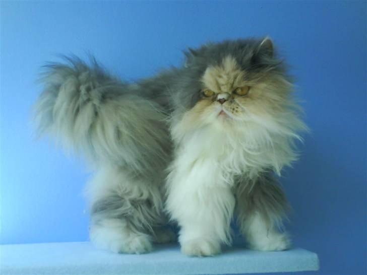 Perser Maddie billede 4