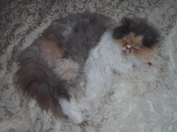 Perser Maddie billede 5