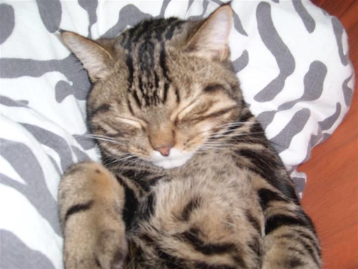 Blanding af racer Zilas Valo billede 10