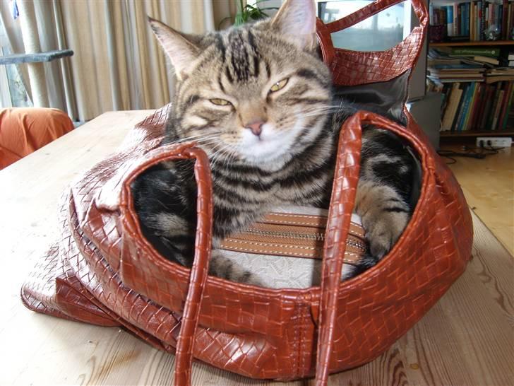 Blanding af racer Zilas Valo billede 11