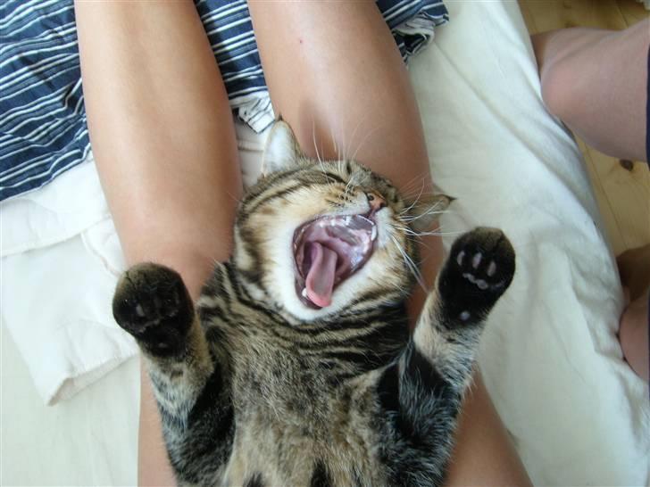 Blanding af racer Zilas Valo billede 12