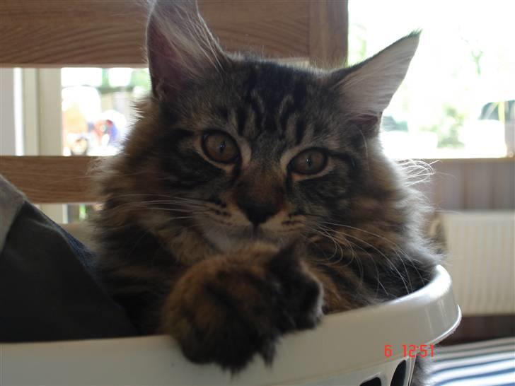 Blanding af racer Luffe(givet væk) billede 14