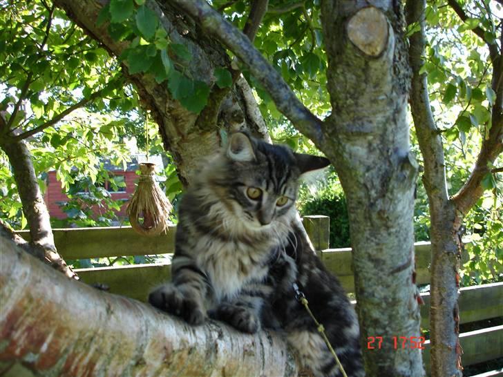 Blanding af racer Luffe(givet væk) billede 15