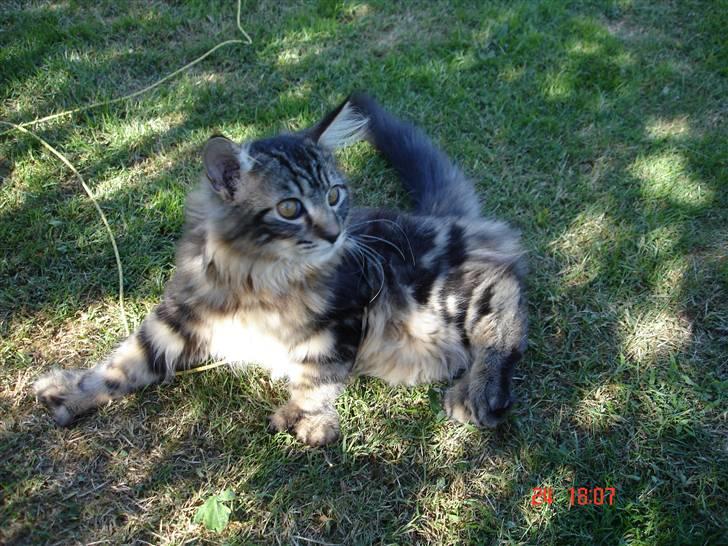 Blanding af racer Luffe(givet væk) billede 16