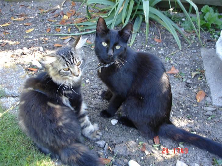 Blanding af racer Luffe(givet væk) billede 17