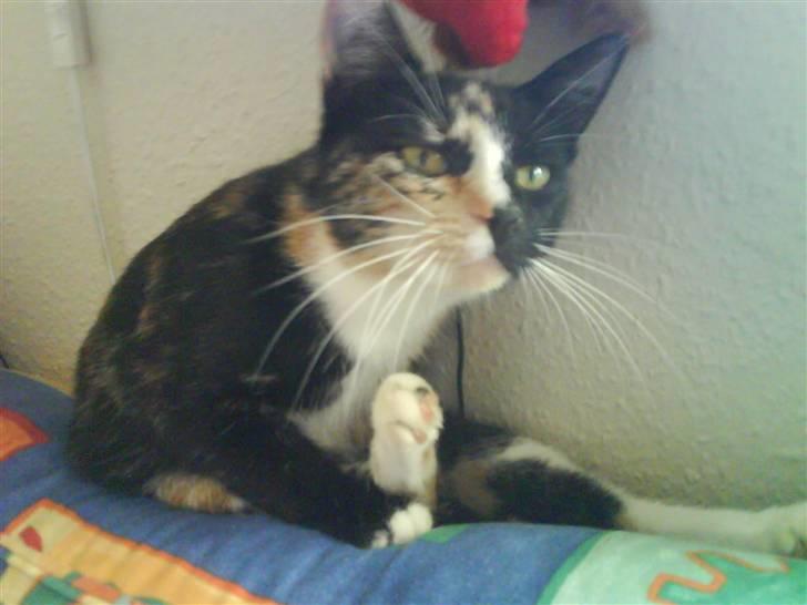 Blanding af racer Sjide <3 ;D - her er min lille kat <3 billede 1