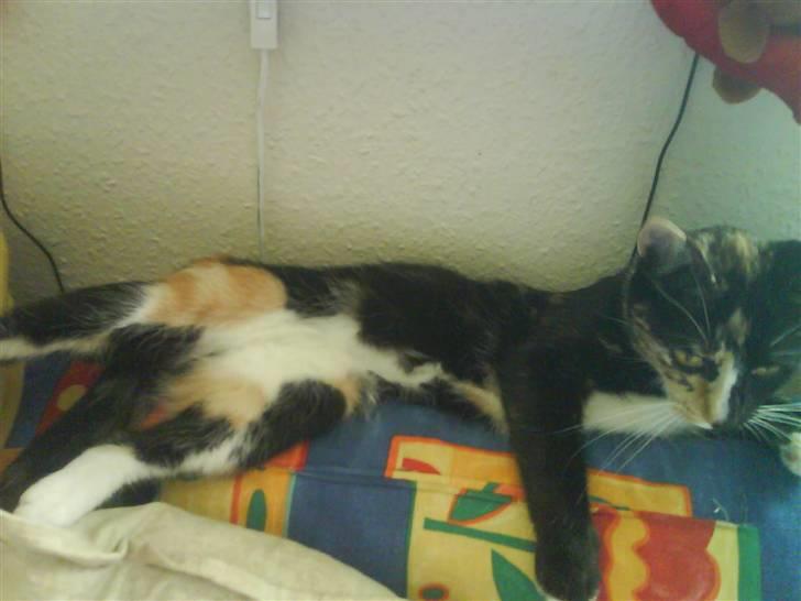 Blanding af racer Sjide <3 ;D billede 2