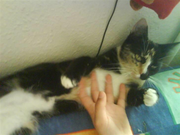 Blanding af racer Sjide <3 ;D billede 3