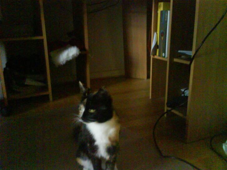 Blanding af racer Sjide <3 ;D billede 4