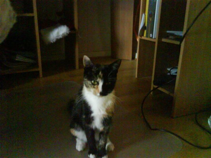 Blanding af racer Sjide <3 ;D billede 5