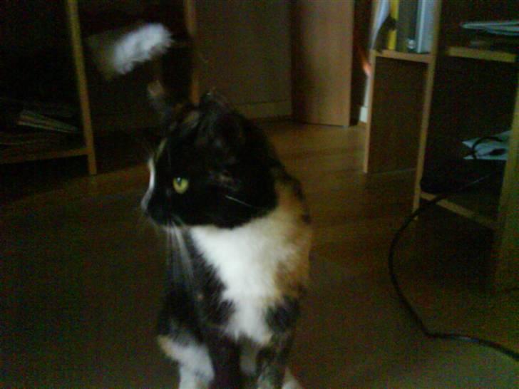 Blanding af racer Sjide <3 ;D billede 6