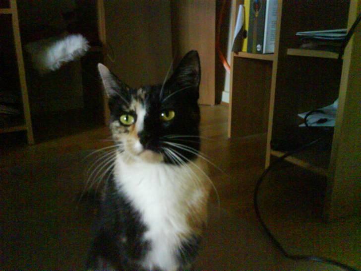 Blanding af racer Sjide <3 ;D billede 7