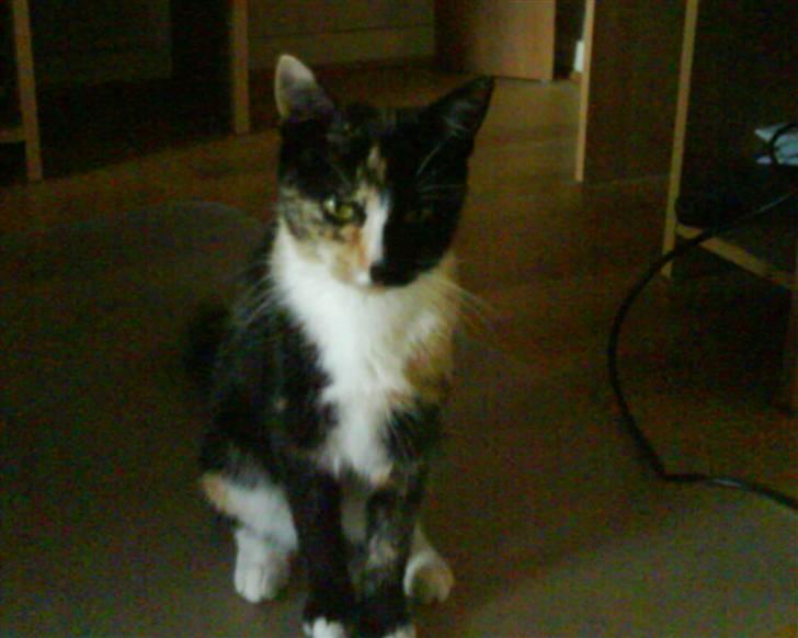 Blanding af racer Sjide <3 ;D billede 8