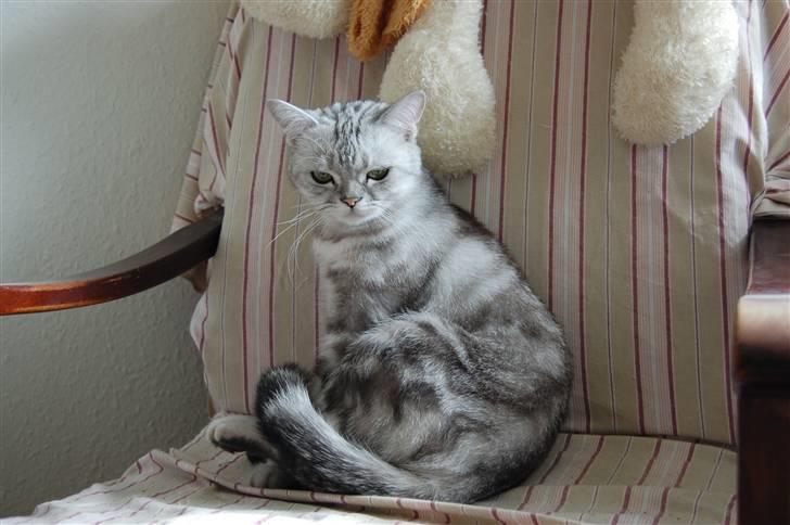 British Shorthair Olivier Larousse-Olli - Neej hvor er jeg træt jeg tror jeg ligger mig ned billede 9