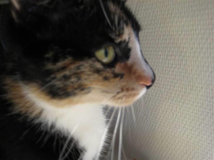 Blanding af racer Sjide <3 ;D billede 9