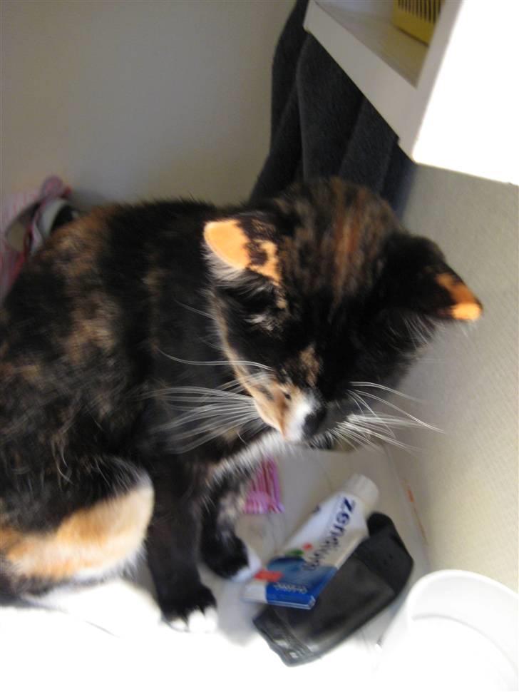 Blanding af racer Sjide <3 ;D billede 10