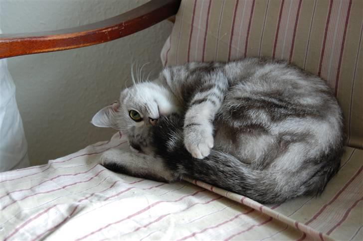 British Shorthair Olivier Larousse-Olli - Så det var hårdt det var jo lige før jeg faldt ned af stolen, nu vil jeg bare lege med min hale billede 10