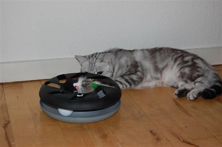 British Shorthair Olivier Larousse-Olli - Hva er det for en mærkelig lille hvid ting der er derinde, kan den måske komme ud? billede 11