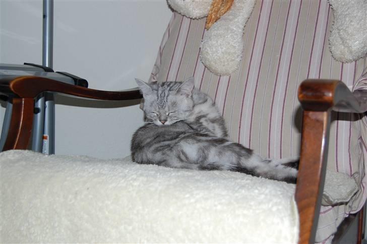 British Shorthair Olivier Larousse-Olli - Så skal der vaskes efter at ha været ude i haven (: billede 12