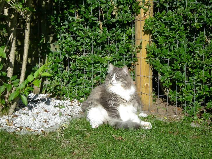 Norsk Skovkat Kvitfjells Søde Sisse billede 11