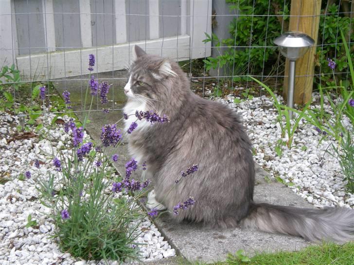 Norsk Skovkat Kvitfjells Søde Sisse billede 12