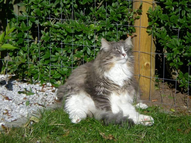 Norsk Skovkat Kvitfjells Søde Sisse billede 13