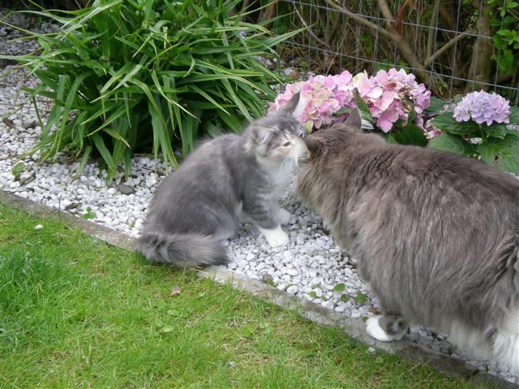 Norsk Skovkat Kvitfjells Søde Sisse billede 14