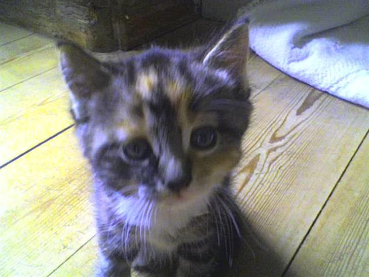 Huskat malou<3 (forsvundet) - her er hun hjmme hos der hun bode før billede 1