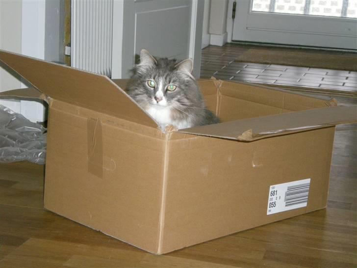 Norsk Skovkat Kvitfjells Søde Sisse billede 15