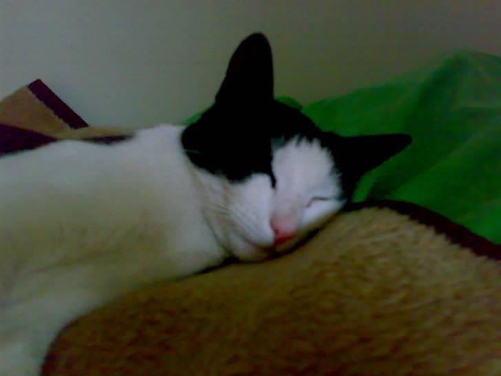 Huskat Manse - Bror til futte - igen (han kan sove dagen væk) billede 9