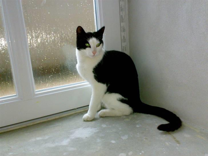 Huskat Manse - Bror til futte - du der jeg vil gerene ud (han tror han er konglig) billede 10