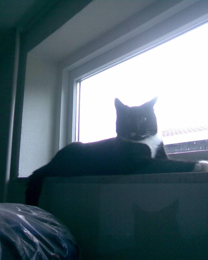 Huskat Futte - bror til manse - de største øjne futte har haft<33 de kan virklig blive STORE=) billede 10