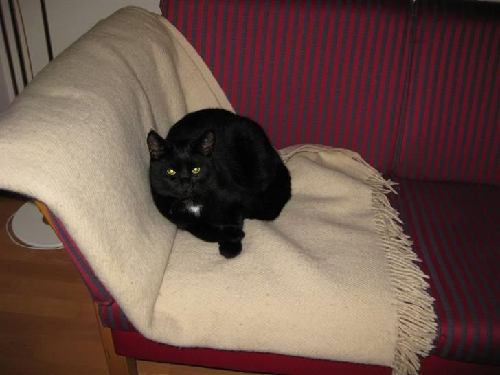 Blanding af racer Mickey - Mickey slapper af på sit tæppe (: billede 1