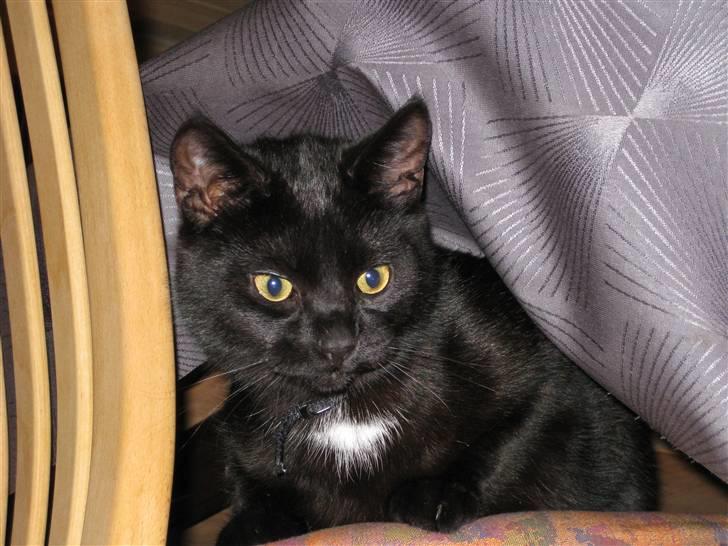 Blanding af racer Mickey - Mickey Mouse (: billede 2