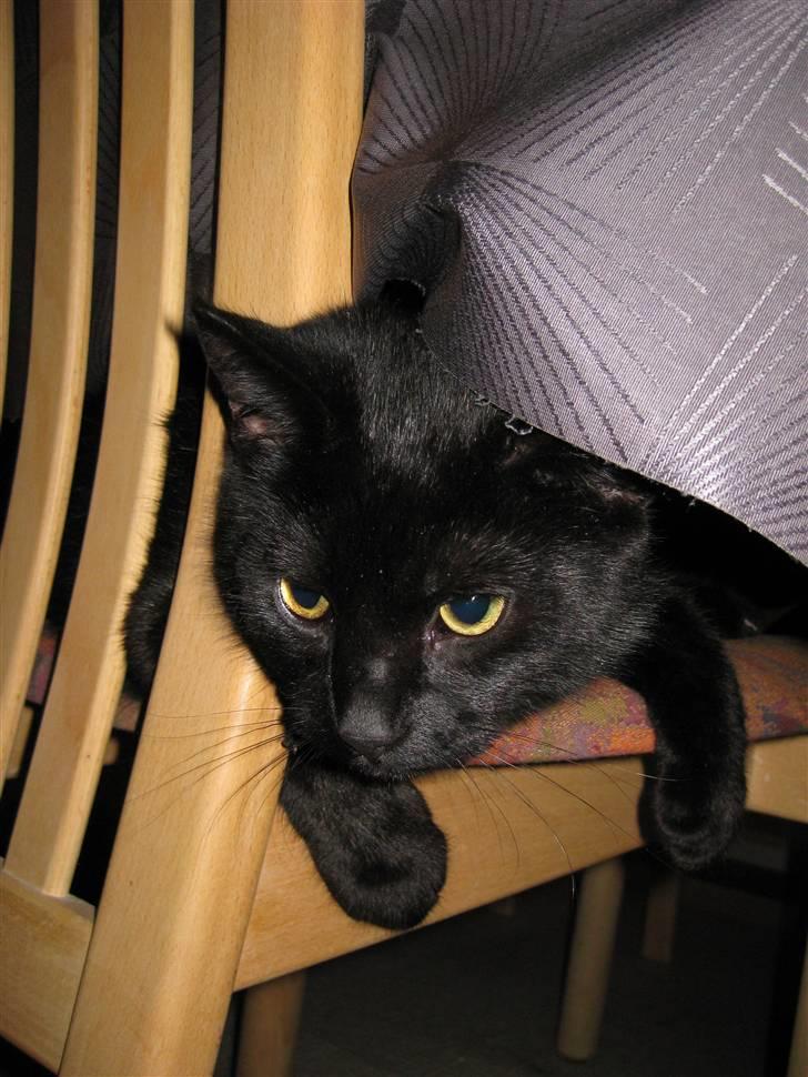 Blanding af racer Mickey - Mickey på en stol under spisebordet (: billede 3