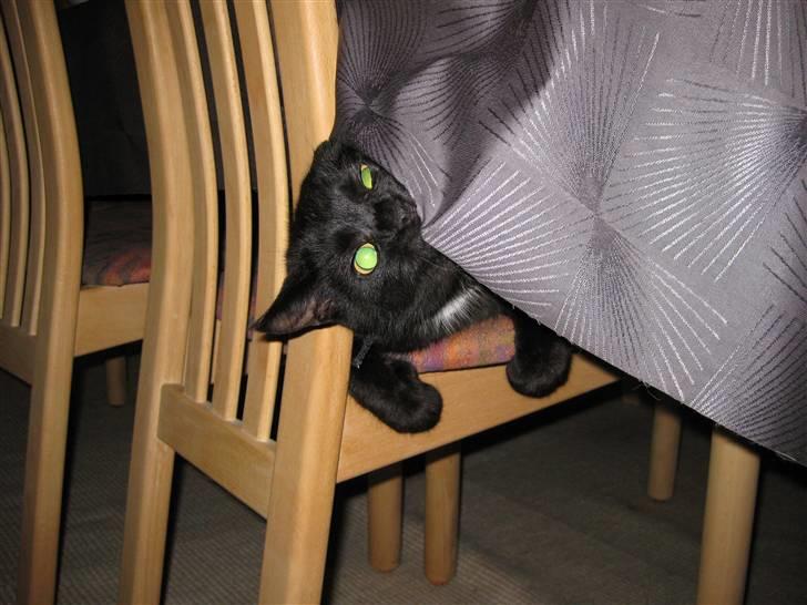 Blanding af racer Mickey - "Farlige" Mickey (: billede 4