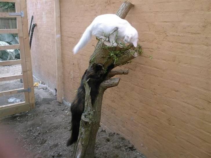 Norsk Skovkat Fyns Skovkatte's Annemone billede 18