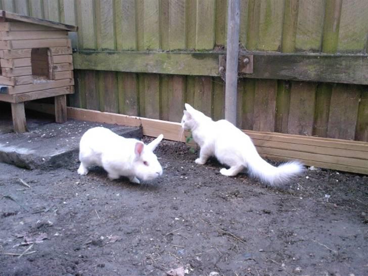 Norsk Skovkat Fyns Skovkatte's Annemone billede 19