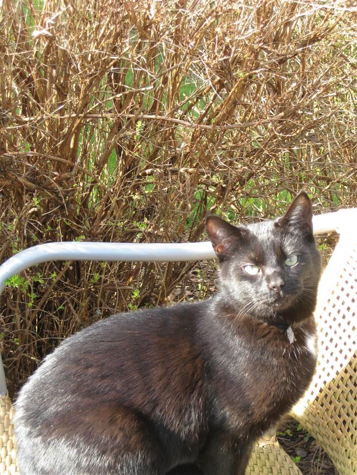 Blanding af racer Mickey - Mickey i solen (: billede 5