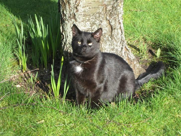 Blanding af racer Mickey - Mickey nyder det gode vejr (: billede 6