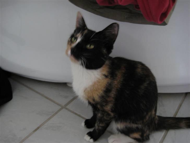 Blanding af racer Sjide <3 ;D billede 11