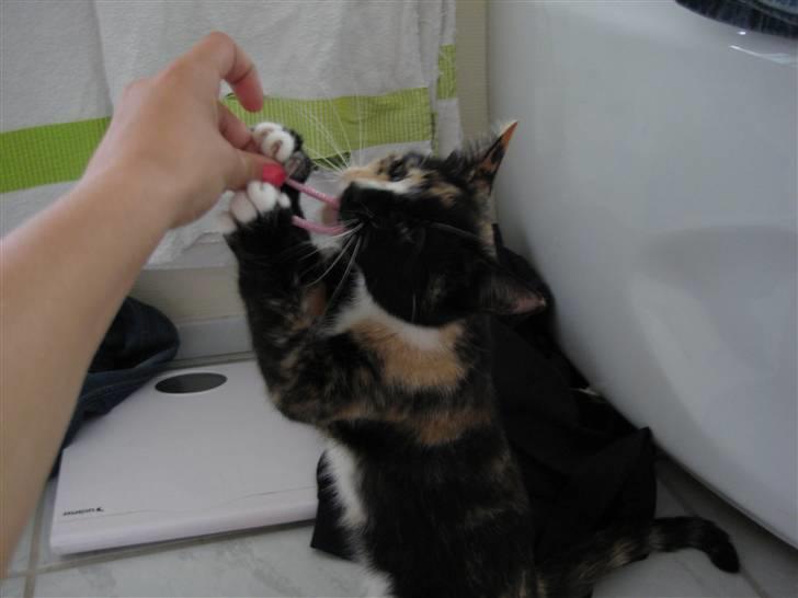 Blanding af racer Sjide <3 ;D billede 12