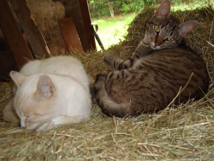 Blanding af racer Mirakolix - Rako i høet sammen med sine venner.. :) billede 11