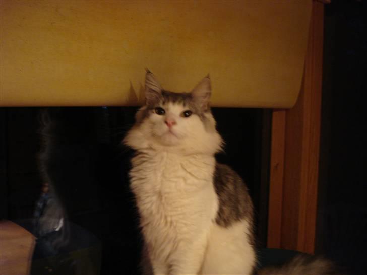 Norsk Skovkat Cormats ronaldinho billede 12